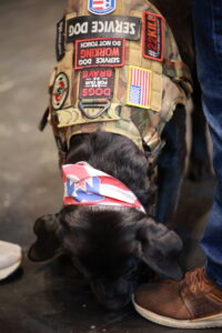 A dog wearing a patriotic bandanna and camouflage jacket.