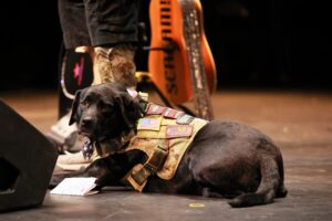 A dog wearing a vest sitting on the floor.